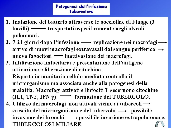 Patogenesi dell'infezione tubercolare 1. Inalazione del batterio attraverso le goccioline di Flugge (3 bacilli)