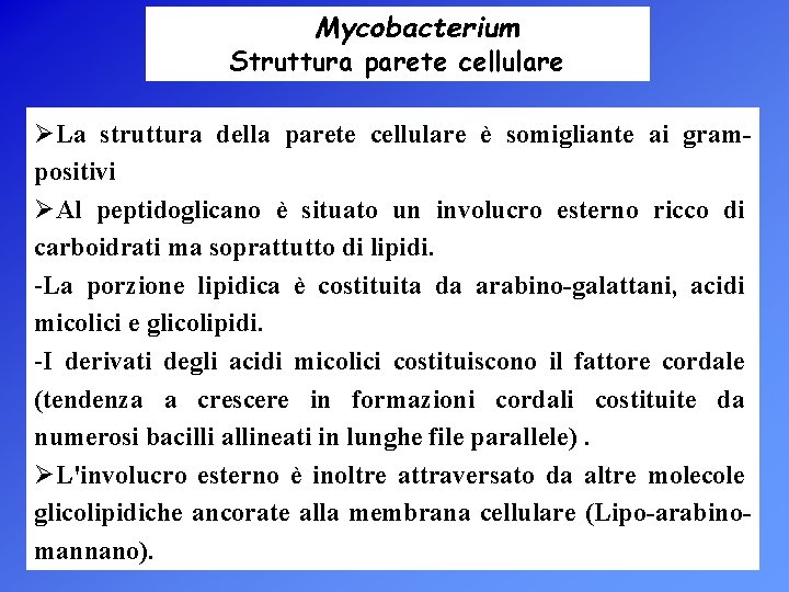 Mycobacterium Struttura parete cellulare ØLa struttura della parete cellulare è somigliante ai grampositivi ØAl