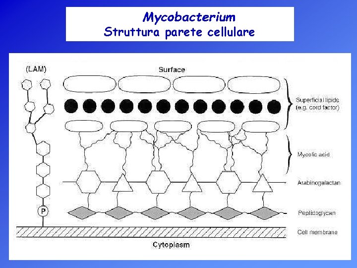 Mycobacterium Struttura parete cellulare 