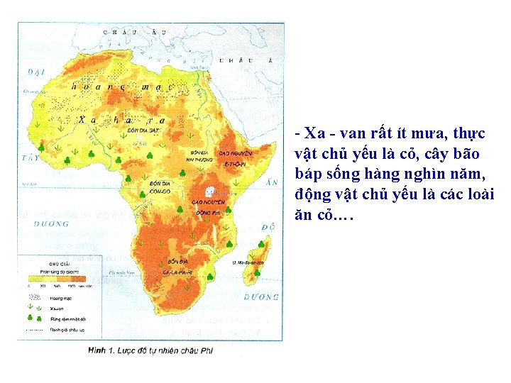 - Xa - van rất ít mưa, thực vật chủ yếu là cỏ, cây