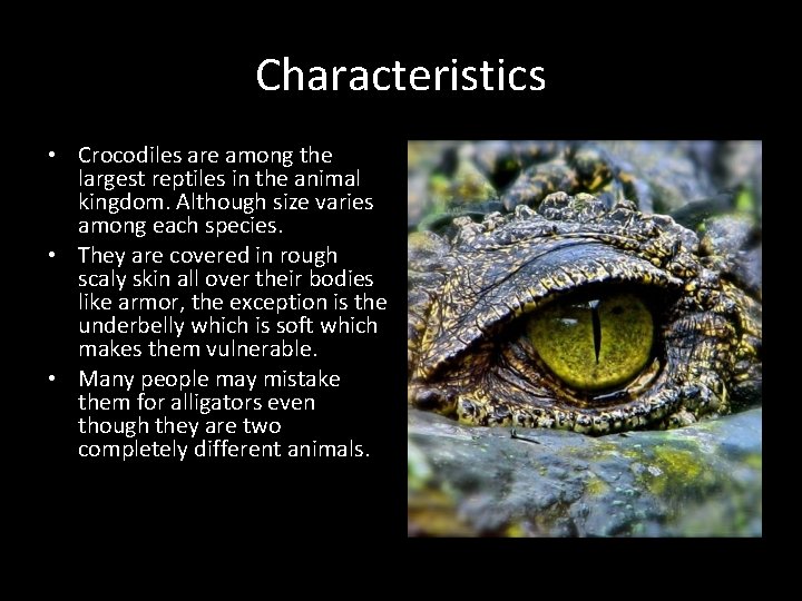 Characteristics • Crocodiles are among the largest reptiles in the animal kingdom. Although size