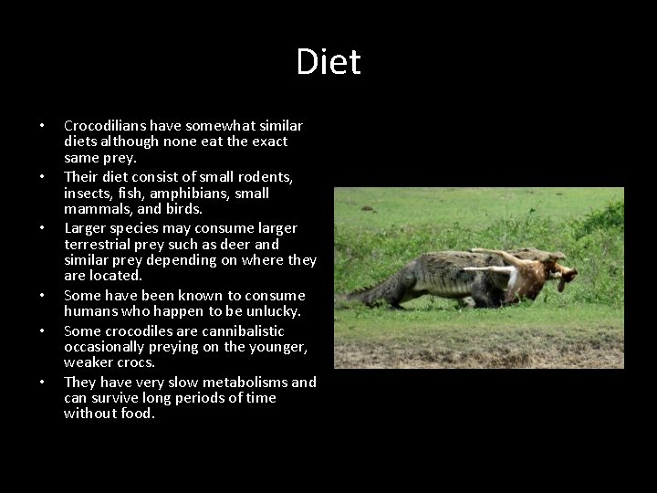 Diet • • • Crocodilians have somewhat similar diets although none eat the exact