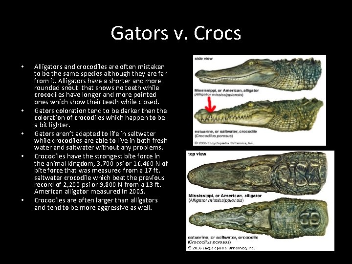 Gators v. Crocs • • • Alligators and crocodiles are often mistaken to be