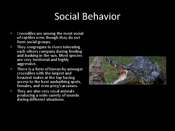 Social Behavior • • Crocodiles are among the most social of reptiles even though