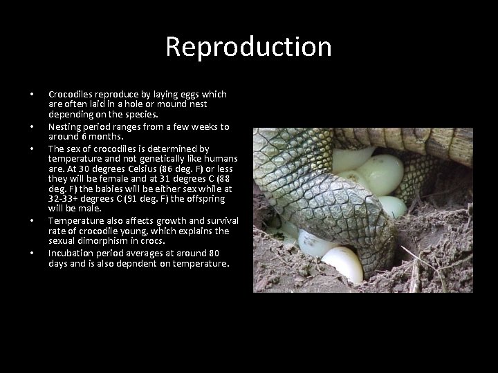 Reproduction • • • Crocodiles reproduce by laying eggs which are often laid in