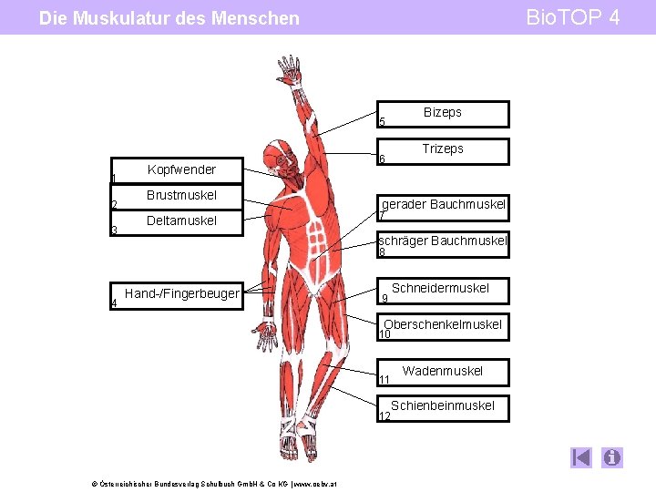 Bio. TOP 4 Die Muskulatur des Menschen 5 1 2 3 Kopfwender Brustmuskel Deltamuskel