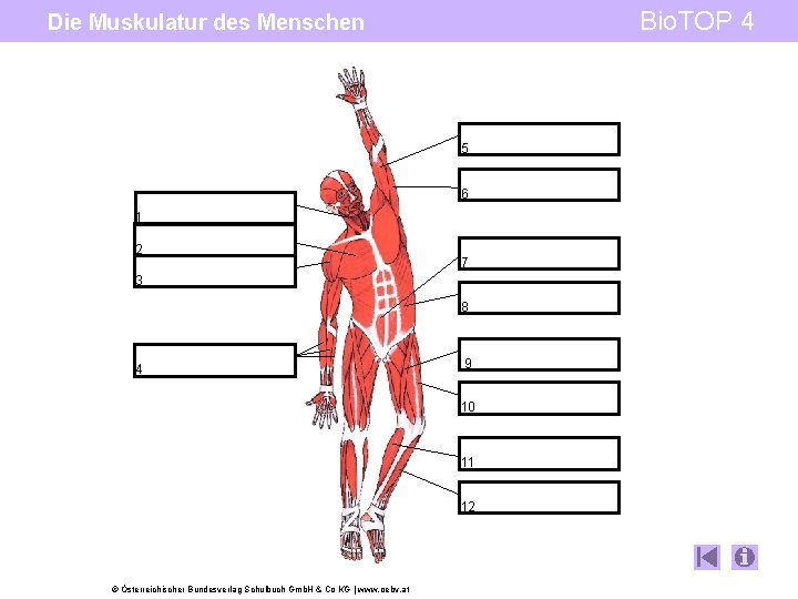 Bio. TOP 4 Die Muskulatur des Menschen 5 6 1 2 7 3 8