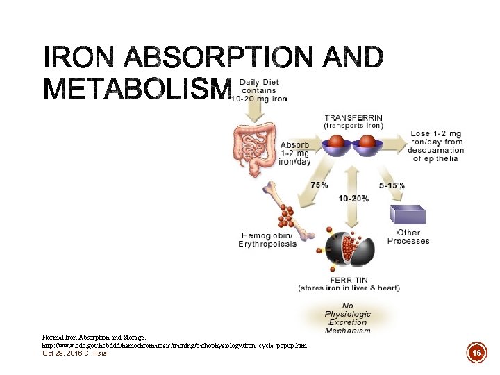 Normal Iron Absorption and Storage. http: //www. cdc. gov/ncbddd/hemochromatosis/training/pathophysiology/iron_cycle_popup. htm Oct 29, 2016 C.