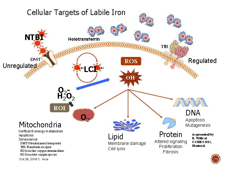 Cellular Targets of Labile Iron NTBI Holotransferrin Tf. R DMT Unregulated Fe 2+ LCI