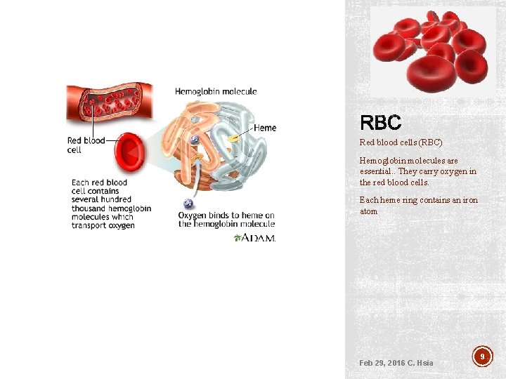 Red blood cells (RBC) Hemoglobin molecules are essential. . They carry oxygen in the