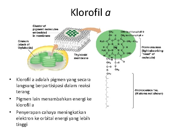Klorofil a • Klorofil a adalah pigmen yang secara langsung berpartisipasi dalam reaksi terang