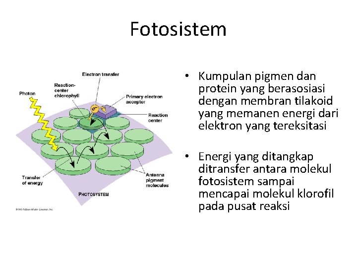 Fotosistem • Kumpulan pigmen dan protein yang berasosiasi dengan membran tilakoid yang memanen energi