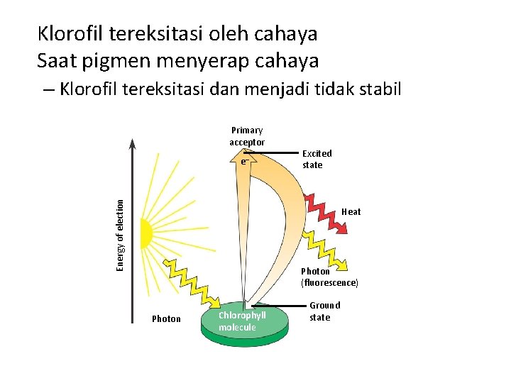 Klorofil tereksitasi oleh cahaya Saat pigmen menyerap cahaya – Klorofil tereksitasi dan menjadi tidak