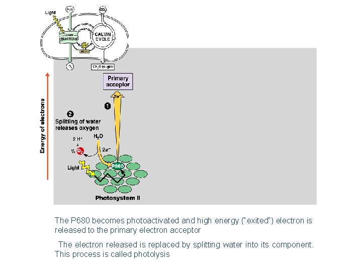 The P 680 becomes photoactivated and high energy (“exited”) electron is released to the