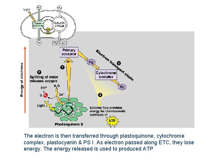 The electron is then transferred through plastoquinone, cytochrome complex, plastocyanin & PS I. As