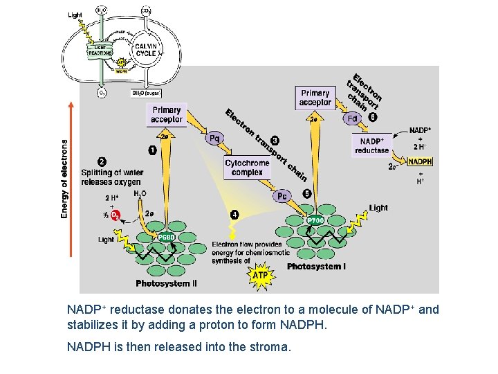 NADP+ reductase donates the electron to a molecule of NADP+ and stabilizes it by