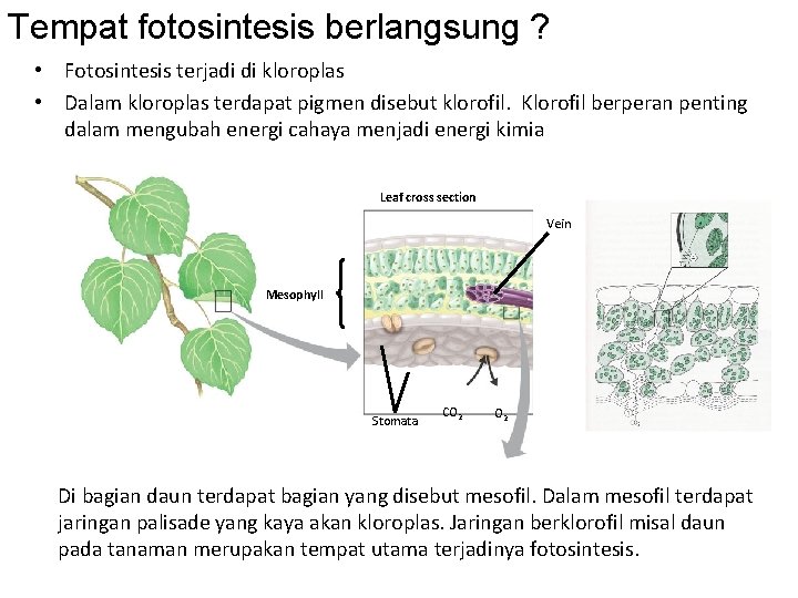 Tempat fotosintesis berlangsung ? • Fotosintesis terjadi di kloroplas • Dalam kloroplas terdapat pigmen