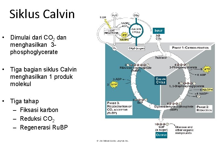 Siklus Calvin • Dimulai dari CO 2 dan menghasilkan 3 phosphoglycerate • Tiga bagian