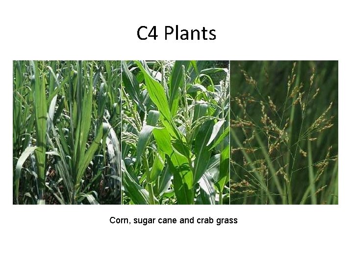 C 4 Plants Corn, sugar cane and crab grass 