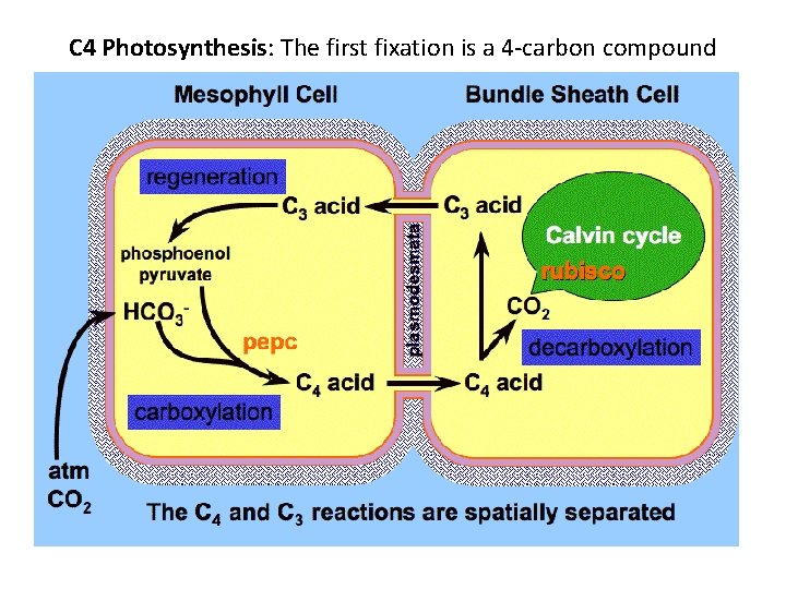 C 4 Photosynthesis: The first fixation is a 4 -carbon compound 