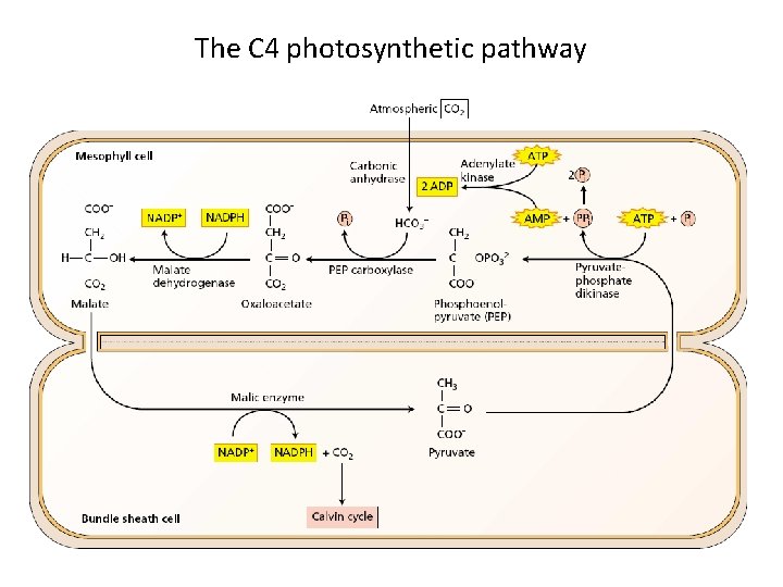 The C 4 photosynthetic pathway 