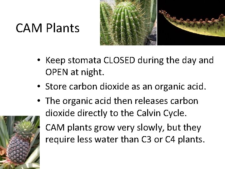 CAM Plants • Keep stomata CLOSED during the day and OPEN at night. •