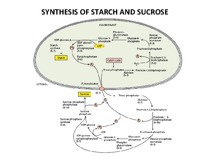 SYNTHESIS OF STARCH AND SUCROSE 