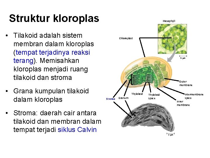 Struktur kloroplas Mesophyll • Tilakoid adalah sistem membran dalam kloroplas (tempat terjadinya reaksi terang).