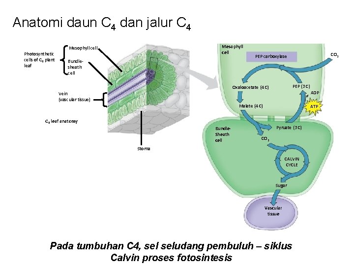 Anatomi daun C 4 dan jalur C 4 Photosynthetic cells of C 4 plant