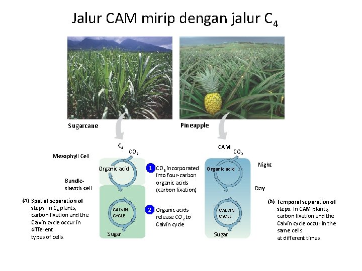 Jalur CAM mirip dengan jalur C 4 Pineapple Sugarcane C 4 Mesophyll Cell Organic