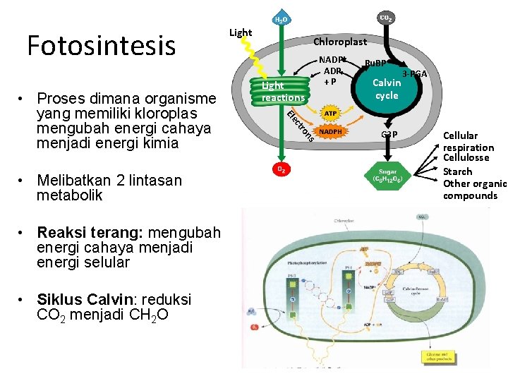 Fotosintesis ns • Siklus Calvin: reduksi CO 2 menjadi CH 2 O ro •