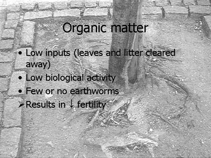 Organic matter • Low inputs (leaves and litter cleared away) • Low biological activity