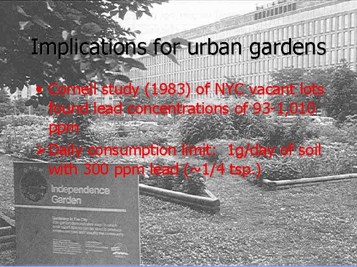Implications for urban gardens • Cornell study (1983) of NYC vacant lots found lead