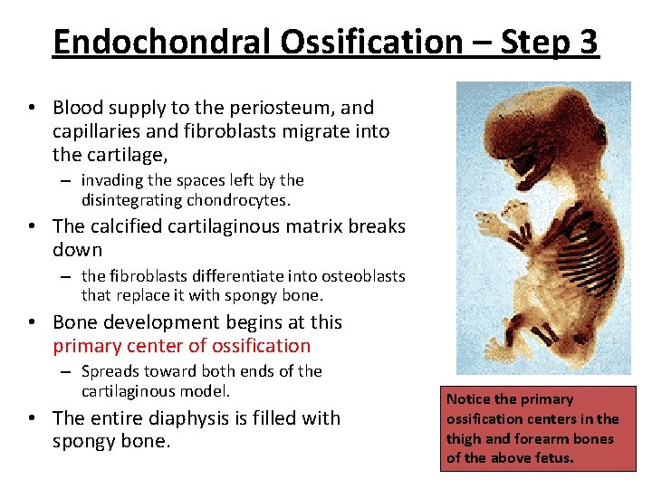 Endochondral Ossification – Step 3 • Blood supply to the periosteum, and capillaries and