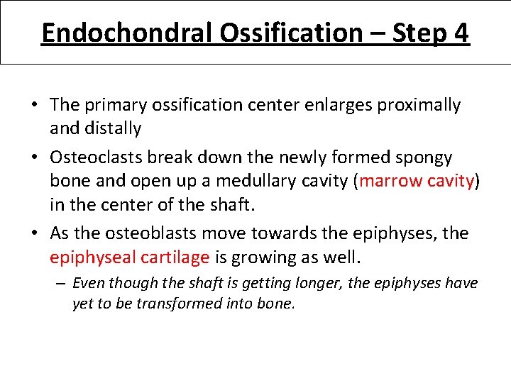 Endochondral Ossification – Step 4 • The primary ossification center enlarges proximally and distally
