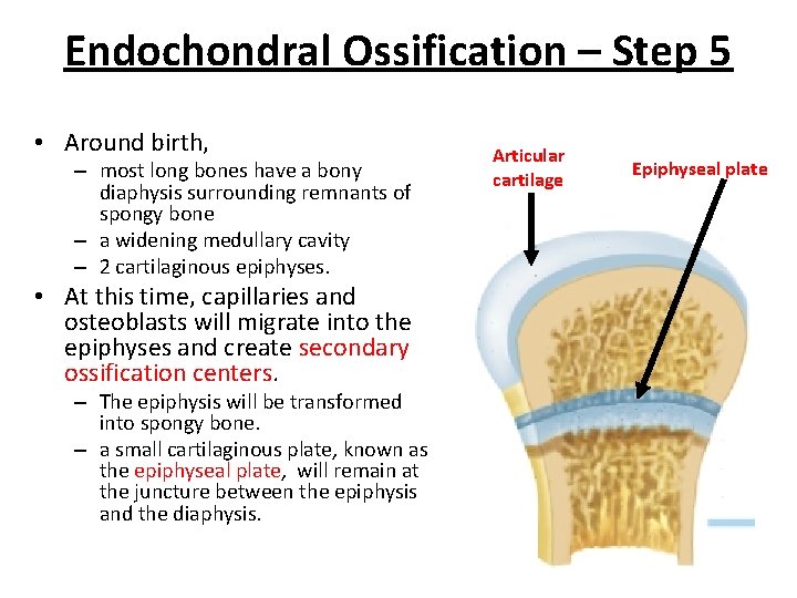 Endochondral Ossification – Step 5 • Around birth, – most long bones have a