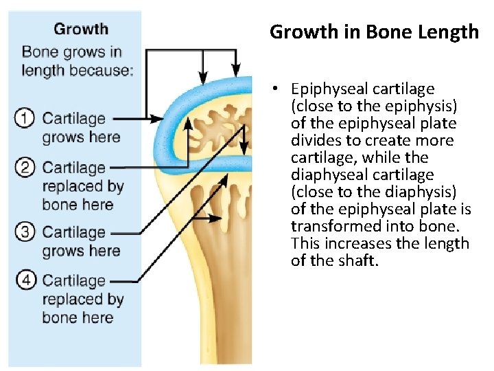 Growth in Bone Length • Epiphyseal cartilage (close to the epiphysis) of the epiphyseal