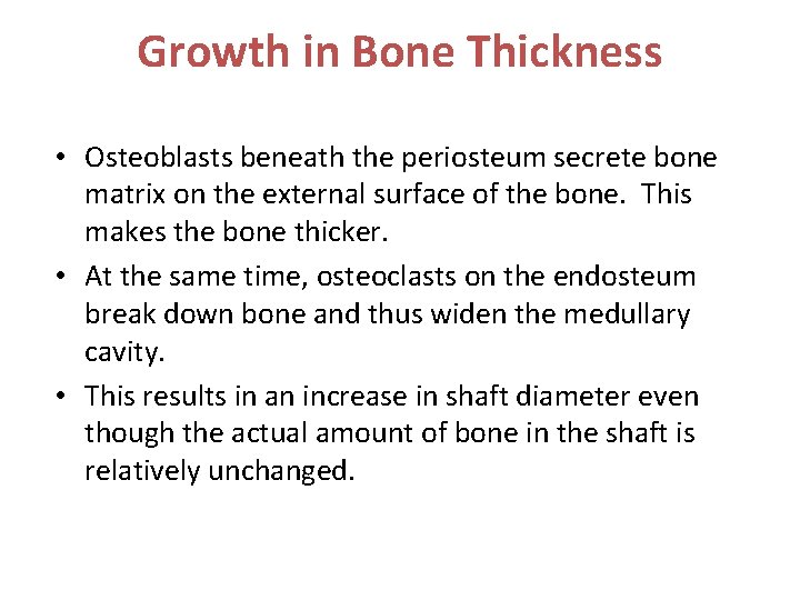 Growth in Bone Thickness • Osteoblasts beneath the periosteum secrete bone matrix on the
