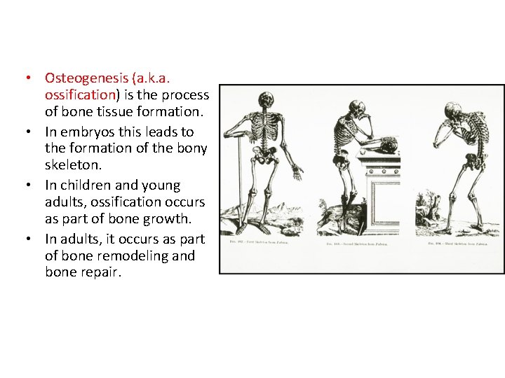  • Osteogenesis (a. k. a. ossification) is the process of bone tissue formation.