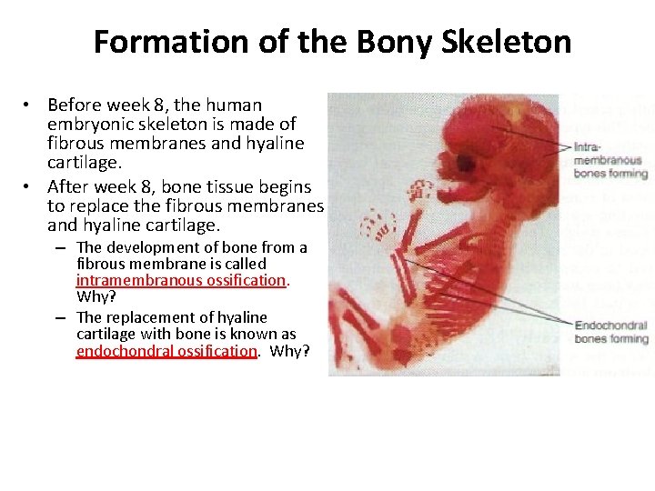 Formation of the Bony Skeleton • Before week 8, the human embryonic skeleton is