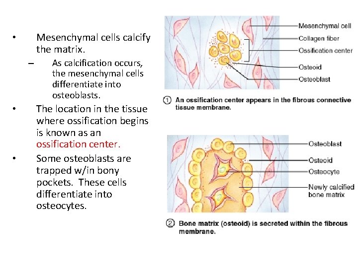 Mesenchymal cells calcify the matrix. • – • • As calcification occurs, the mesenchymal
