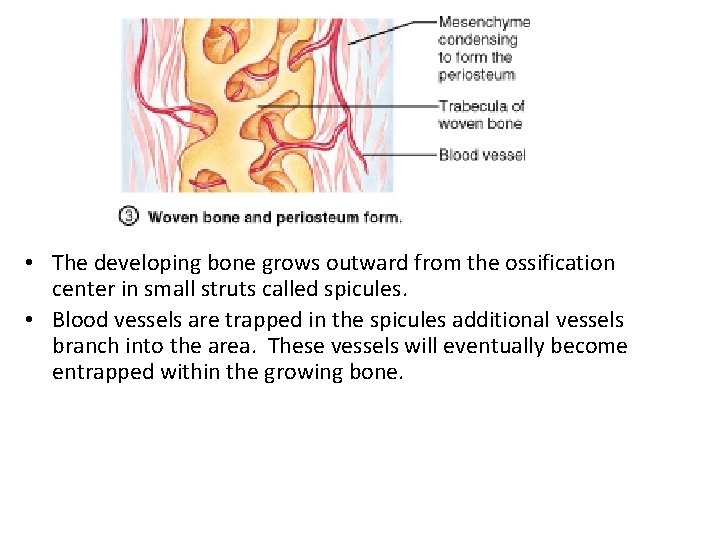  • The developing bone grows outward from the ossification center in small struts
