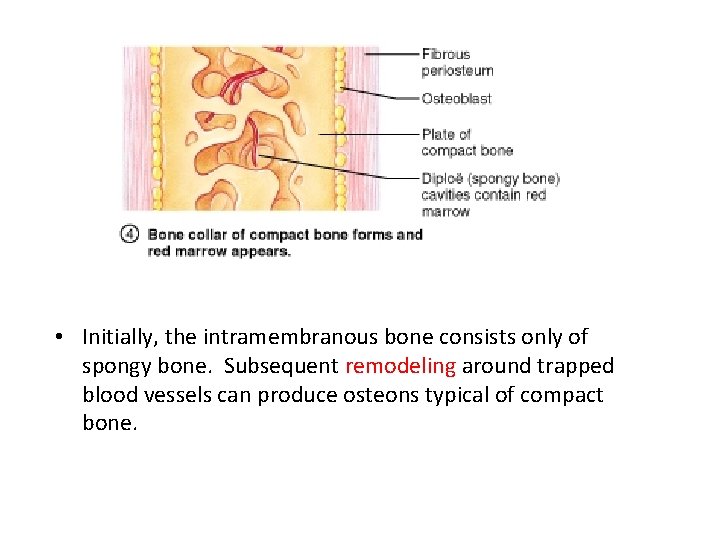  • Initially, the intramembranous bone consists only of spongy bone. Subsequent remodeling around