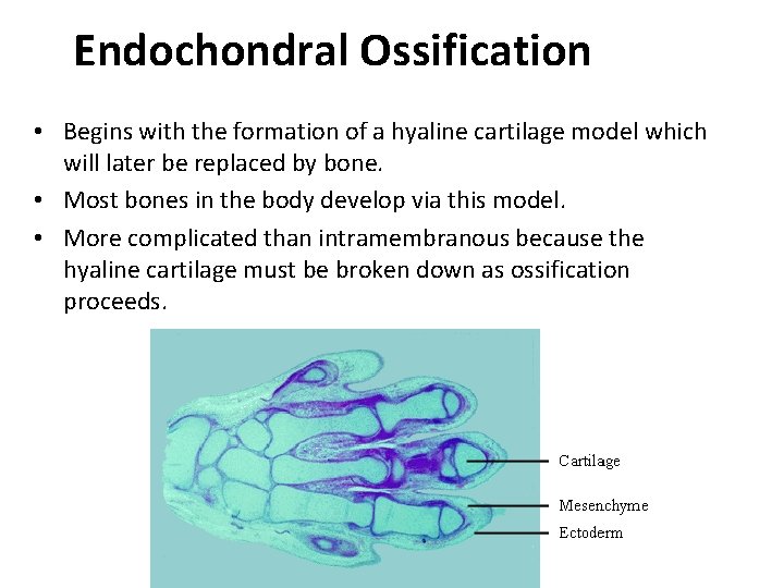 Endochondral Ossification • Begins with the formation of a hyaline cartilage model which will