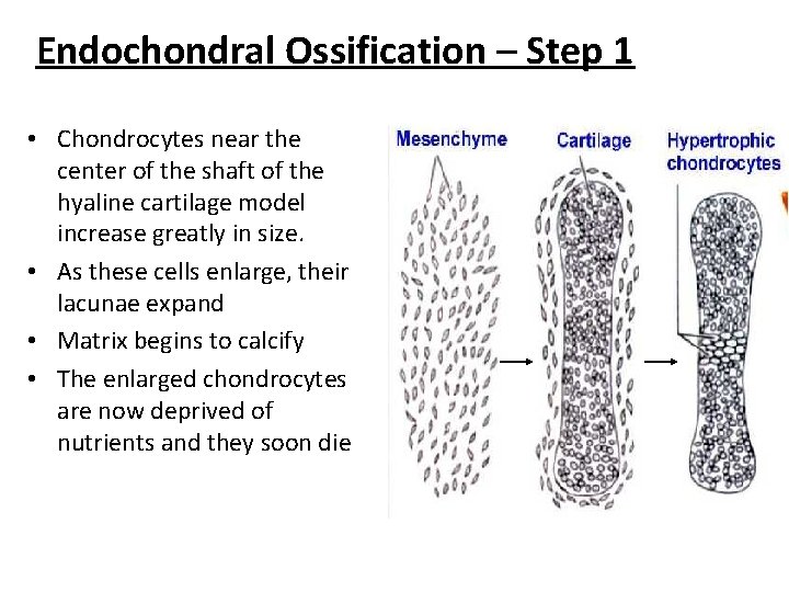 Endochondral Ossification – Step 1 • Chondrocytes near the center of the shaft of