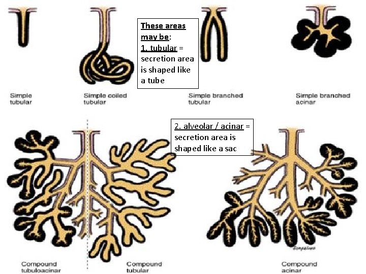 These areas may be: 1. tubular = secretion area is shaped like a tube