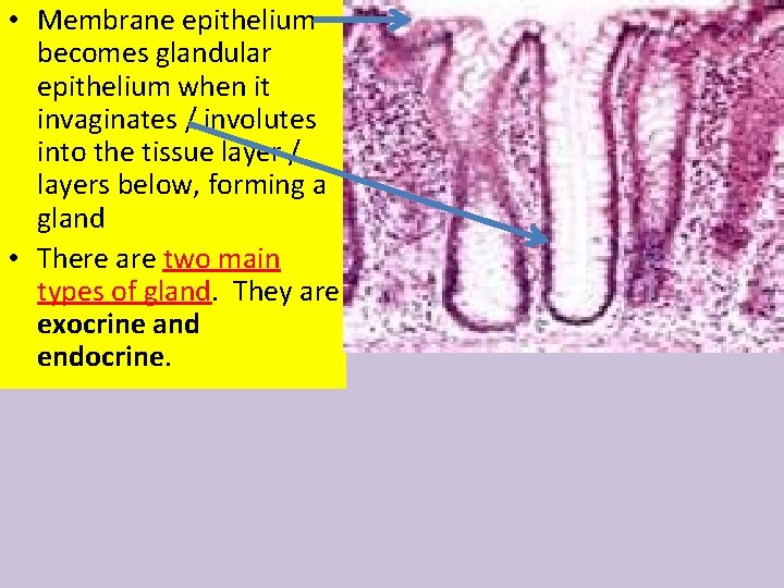  • Membrane epithelium becomes glandular epithelium when it invaginates / involutes into the