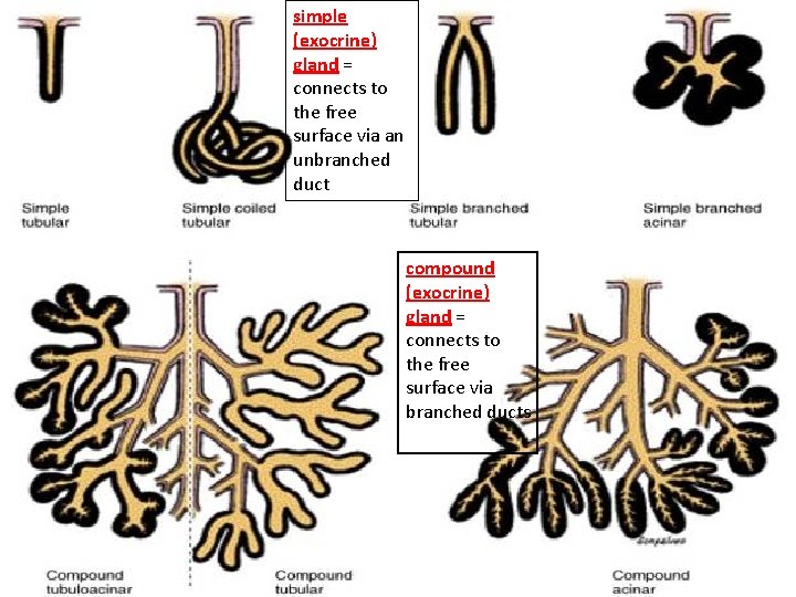 simple (exocrine) gland = connects to the free surface via an unbranched duct compound