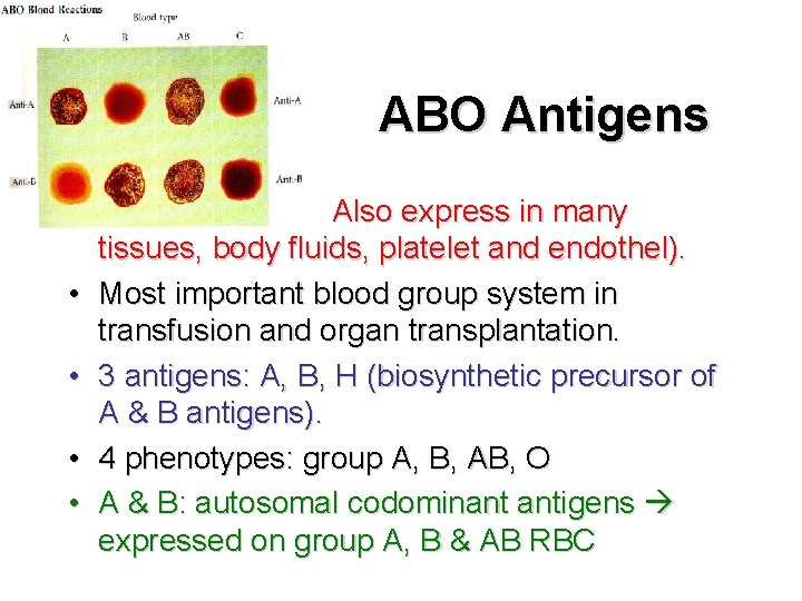 ABO Antigens • Also express in many tissues, body fluids, platelet and endothel). •
