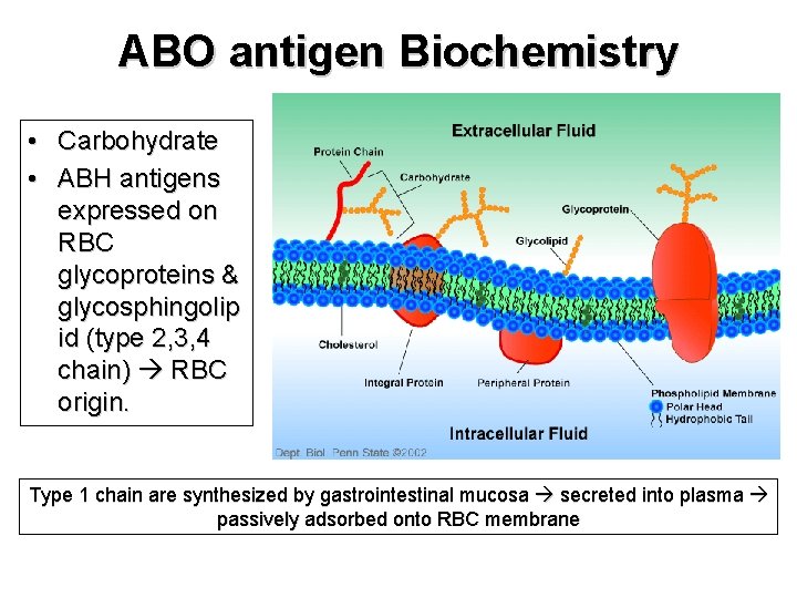 ABO antigen Biochemistry • Carbohydrate • ABH antigens expressed on RBC glycoproteins & glycosphingolip